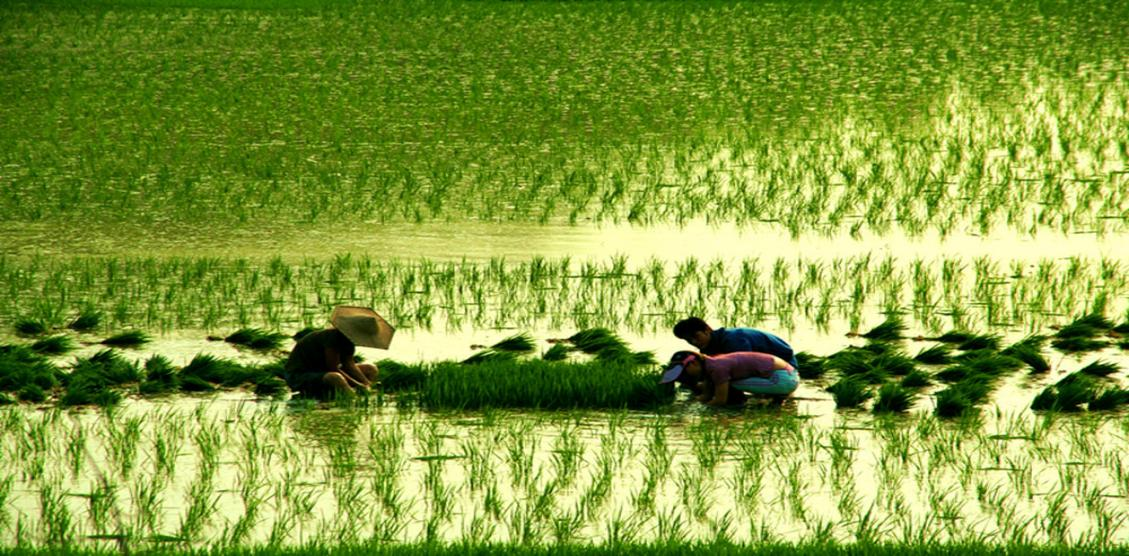 魚(yú)臺(tái)縣省級(jí)現(xiàn)代農(nóng)業(yè)產(chǎn)業(yè)園項(xiàng)目簡(jiǎn)介